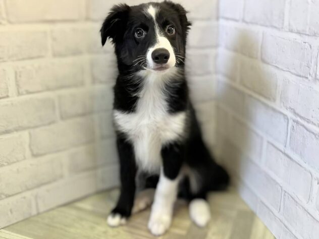 秋田県のボーダーコリー (アミーゴ秋田茨島店/2025年10月25日生まれ/男の子/ブラックホワイト)の子犬