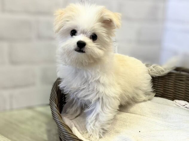 秋田県のハーフ犬・ミックス犬 (アミーゴ秋田茨島店/2025年10月1日生まれ/男の子/クリーム)の子犬