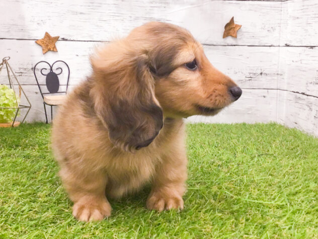 愛知県のカニンヘンダックスフンド(ロング) (アミーゴ知立店/2025年11月15日生まれ/男の子/レッド)の子犬の3枚目の画像