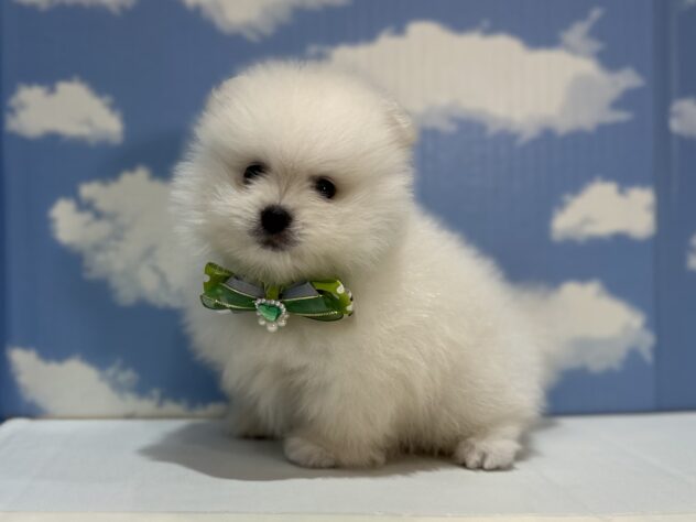 山形県のポメラニアン (アミーゴ山形南店/2025年11月10日生まれ/男の子/ホワイト)の子犬の3枚目の画像