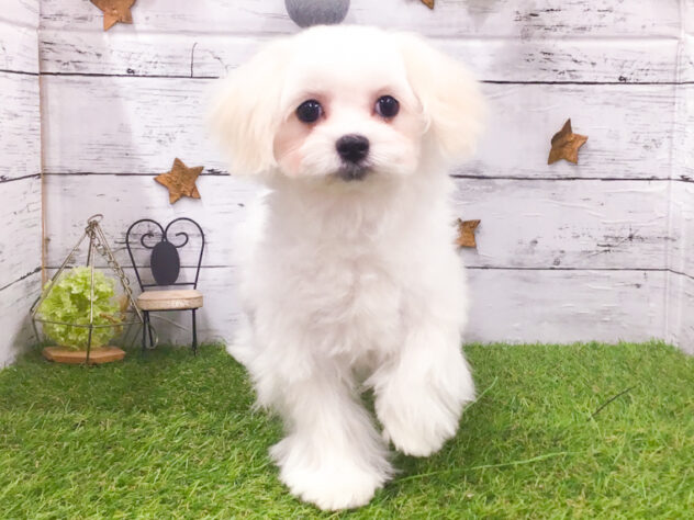 愛知県のマルチーズ (アミーゴ知立店/2025年9月13日生まれ/女の子/ホワイト)の子犬の1枚目の画像