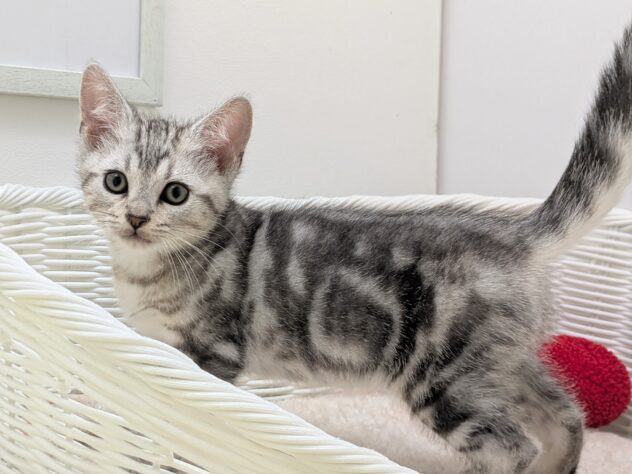 福島県のアメリカンショートヘアー (アミーゴ会津若松店/2025年11月12日生まれ/男の子/シルバータビー)の子猫の2枚目の画像