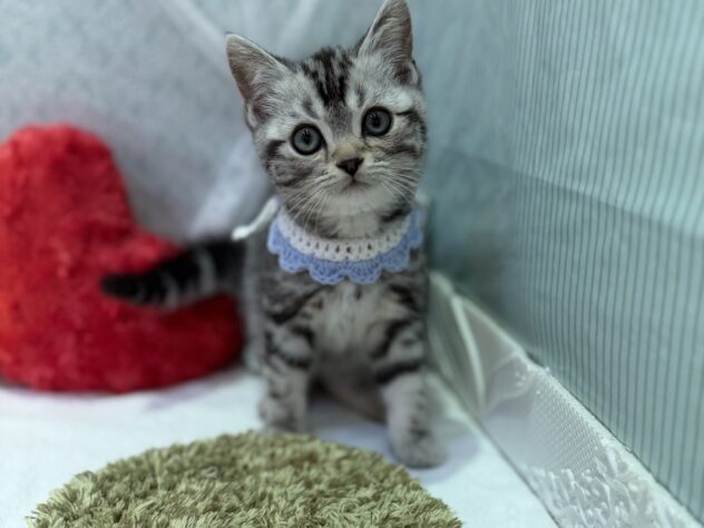 福島県のマンチカン (アミーゴ本宮店/2025年11月17日生まれ/男の子/シルバータビー)の子猫