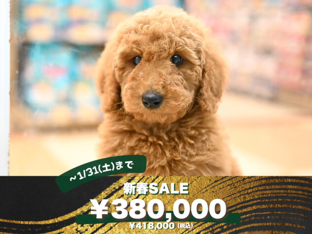 岡山県のスタンダードプードル (アミーゴ大安寺店/2025年11月17日生まれ/女の子/レッド)の子犬