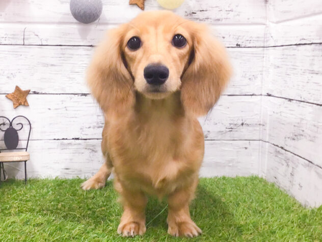 愛知県のカニンヘンダックスフンド(ロング) (アミーゴ知立店/2025年7月1日生まれ/女の子/シェーデットイエロー)の子犬