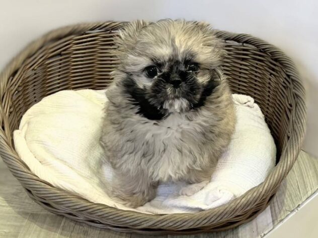 秋田県のハーフ犬・ミックス犬 (アミーゴ秋田茨島店/2026年11月29日生まれ/女の子/ブラウンホワイト)の子犬