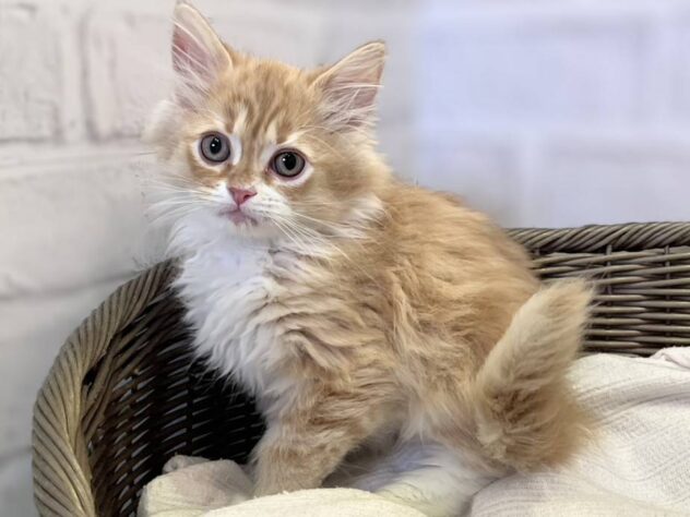 秋田県のサイベリアン (アミーゴ秋田茨島店/2026年11月27日生まれ/男の子/レッドタビーホワイト)の子猫