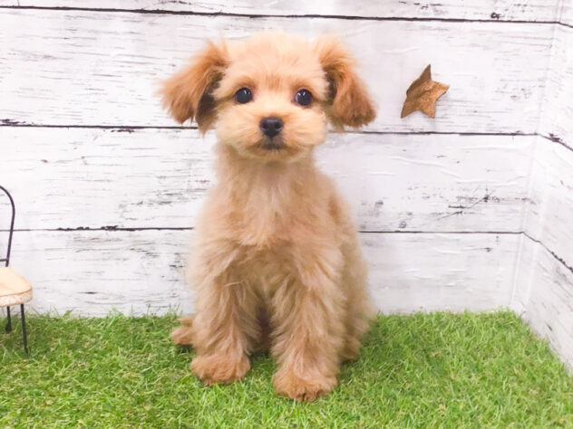 愛知県のハーフ犬・ミックス犬 (アミーゴ知立店/2025年10月17日生まれ/女の子/02 レッド系)の子犬