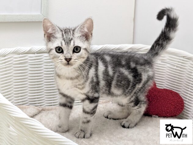 福島県のアメリカンショートヘアー (アミーゴ会津若松店/2025年11月12日生まれ/男の子/シルバータビー)の子猫の1枚目の画像