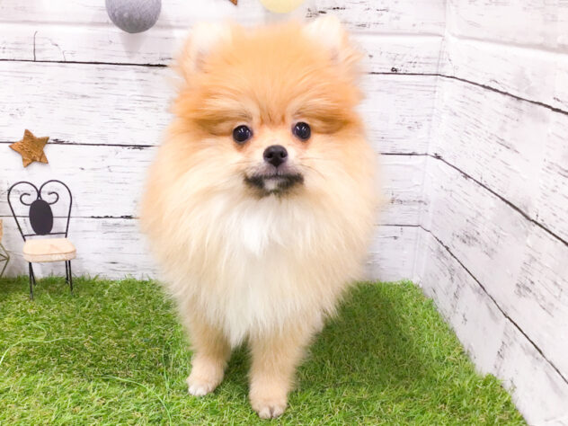 愛知県のポメラニアン (アミーゴ知立店/2025年9月28日生まれ/女の子/オレンジ)の子犬の1枚目の画像