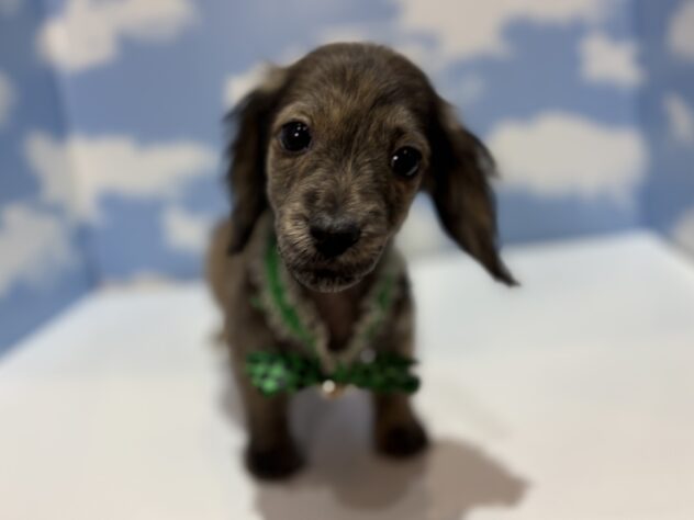 山形県のミニチュアダックスフンド(ロング) (アミーゴ山形南店/2025年10月19日生まれ/男の子/ブリンドル)の子犬の1枚目の画像