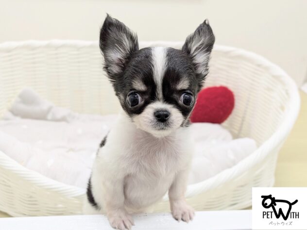 福島県のチワワ(ロング) (アミーゴ会津若松店/2025年11月4日生まれ/女の子/ブラックタンホワイト)の子犬