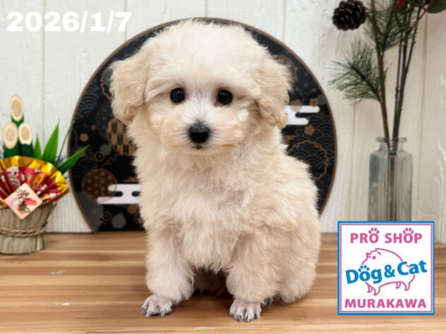 広島県のトイプードル(トイ) (アミーゴ大町店/2025年11月9日生まれ/男の子/ペールフォーン)の子犬の2枚目の画像