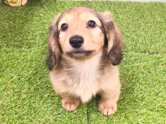 愛知県のカニンヘンダックスフンド(ロング) (アミーゴ知立店/2025年11月15日生まれ/男の子/レッド)の子犬の2枚目の画像