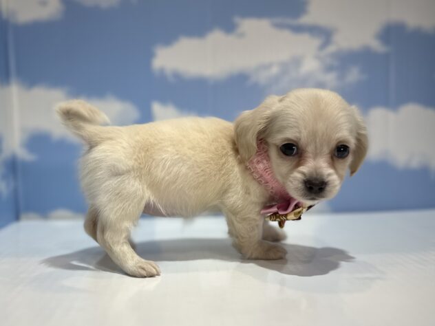 山形県のハーフ犬・ミックス犬 (アミーゴ山形南店/2025年11月17日生まれ/女の子/イエロー)の子犬の3枚目の画像