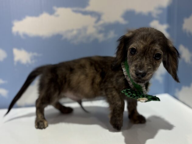 山形県のミニチュアダックスフンド(ロング) (アミーゴ山形南店/2025年10月19日生まれ/男の子/ブリンドル)の子犬の3枚目の画像