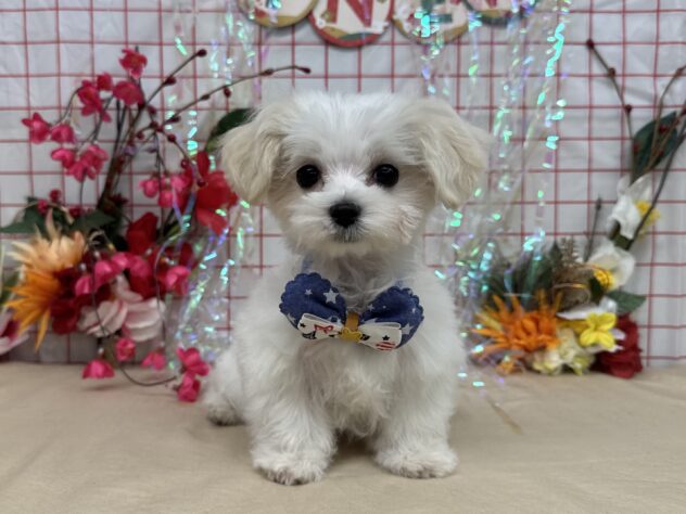 山形県のマルチーズ (アミーゴ酒田店/2025年11月1日生まれ/男の子/ホワイト)の子犬