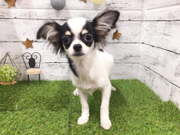 愛知県のチワワ(ロング) (アミーゴ知立店/2025年8月23日生まれ/女の子/ブラックタンホワイト)の子犬の1枚目の画像