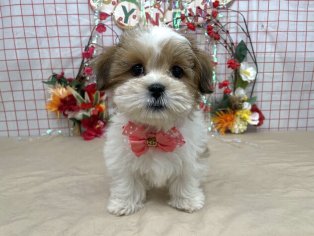 山形県のハーフ犬・ミックス犬 (アミーゴ酒田店/2025年10月21日生まれ/女の子/ゴールドホワイト)の子犬