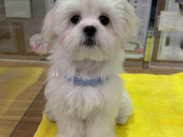 福島県のハーフ犬・ミックス犬 (アミーゴ本宮店/2025年8月10日生まれ/男の子/ホワイト)の子犬