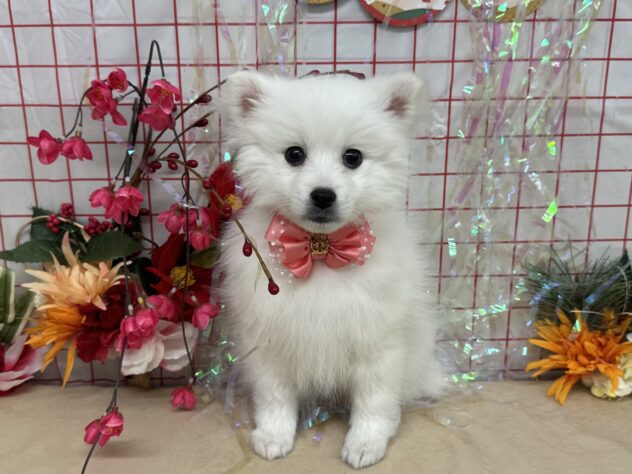 山形県の日本スピッツ (アミーゴ酒田店/2025年11月24日生まれ/女の子/白)の子犬