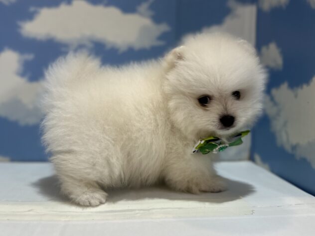 山形県のポメラニアン (アミーゴ山形南店/2025年11月10日生まれ/男の子/ホワイト)の子犬の2枚目の画像