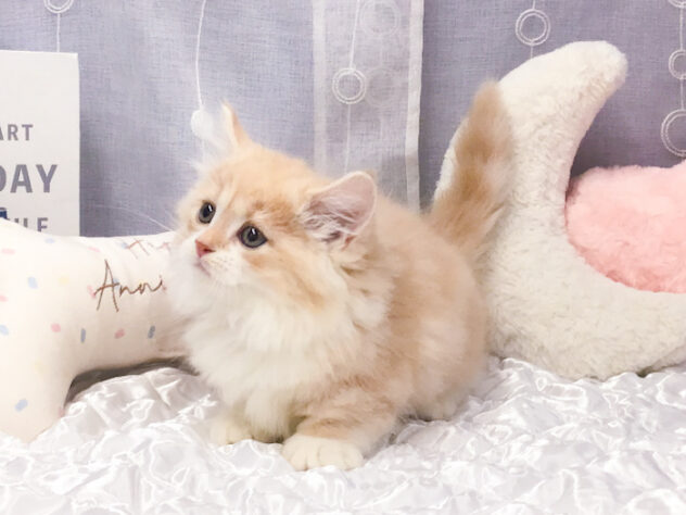 愛知県のミヌエット (アミーゴ知立店/2025年12月3日生まれ/男の子/クリームタビーホワイト)の子猫の3枚目の画像