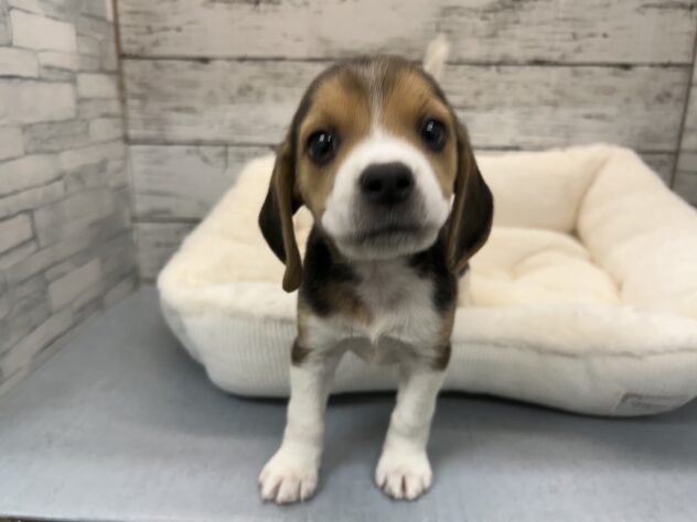 広島県のビーグル (アミーゴ多治米店/2025年11月26日生まれ/女の子/ブラックホワイトタン)の子犬の1枚目の画像
