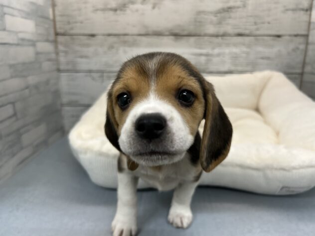 広島県のビーグル (アミーゴ多治米店/2025年11月26日生まれ/女の子/ブラックホワイトタン)の子犬の3枚目の画像