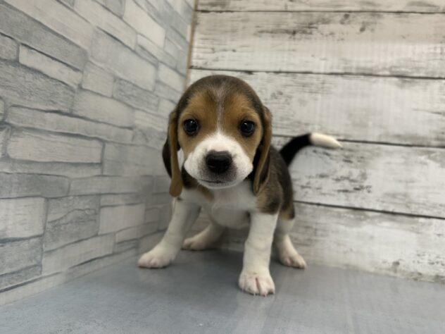 広島県のビーグル (アミーゴ多治米店/2025年11月26日生まれ/女の子/ブラックホワイトタン)の子犬の2枚目の画像