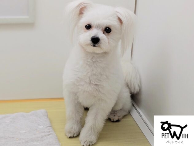 福島県のハーフ犬・ミックス犬 (アミーゴ会津若松店/2025年4月6日生まれ/男の子/06 ホワイト系)の子犬