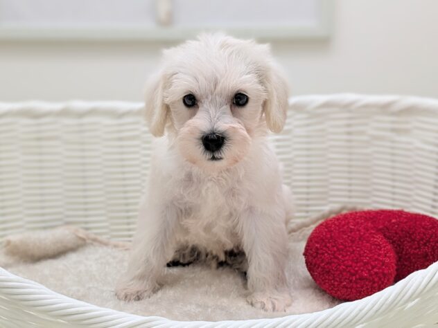 福島県のハーフ犬・ミックス犬 (アミーゴ会津若松店/2025年11月14日生まれ/男の子/ホワイト)の子犬の2枚目の画像