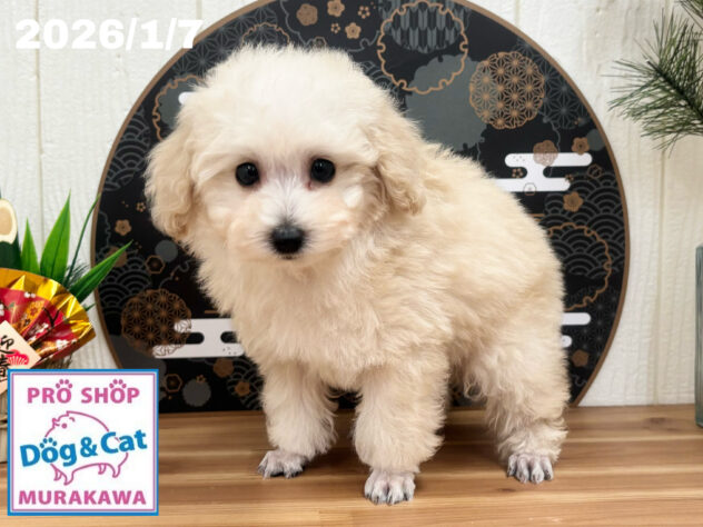 広島県のトイプードル(トイ) (アミーゴ大町店/2025年11月9日生まれ/男の子/ペールフォーン)の子犬の3枚目の画像