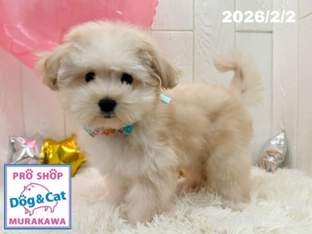 広島県のハーフ犬・ミックス犬 (アミーゴ大町店/2025年11月10日生まれ/男の子/クリーム)の子犬