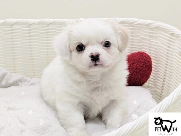 福島県のハーフ犬・ミックス犬 (アミーゴ会津若松店/2025年11月9日生まれ/男の子/クリーム)の子犬