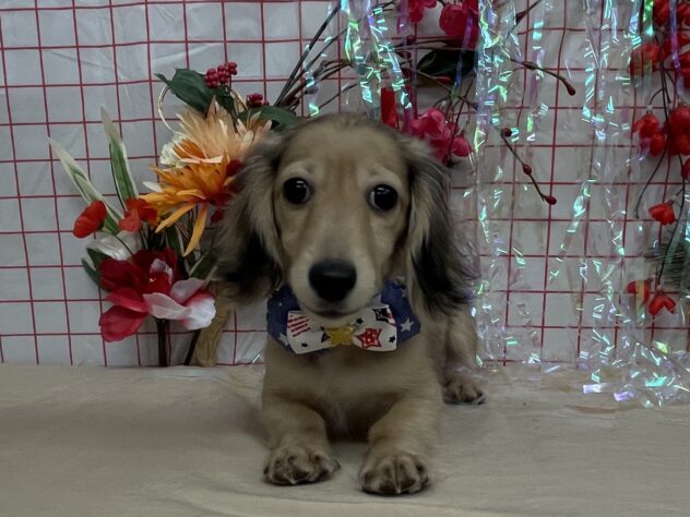 山形県のカニンヘンダックスフンド(ロング) (アミーゴ酒田店/2025年9月27日生まれ/男の子/シェーデットイエロー)の子犬