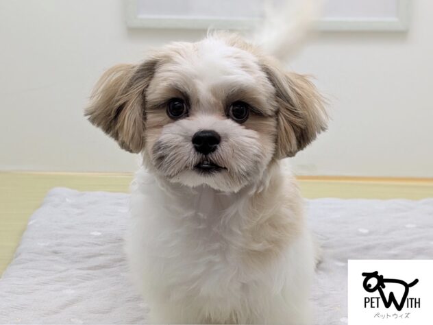 福島県のハーフ犬・ミックス犬 (アミーゴ会津若松店/2025年8月10日生まれ/男の子/ホワイトブラウン)の子犬