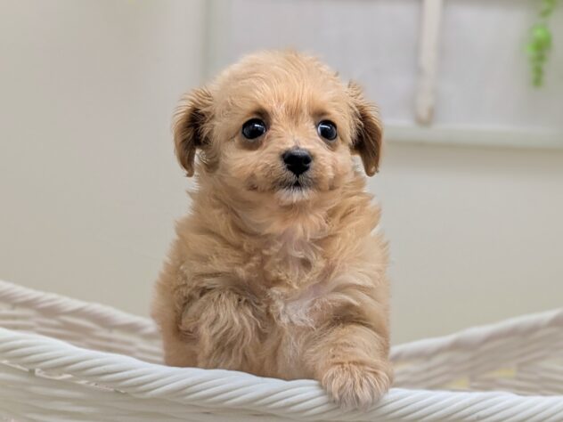 福島県のハーフ犬・ミックス犬 (アミーゴ会津若松店/2025年11月30日生まれ/女の子/レッド)の子犬の2枚目の画像