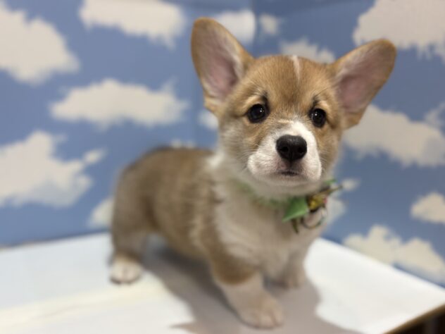 山形県のウェルシュコーギーペンブローク (アミーゴ山形北店/2025年10月22日生まれ/男の子/セーブルホワイト)の子犬の2枚目の画像