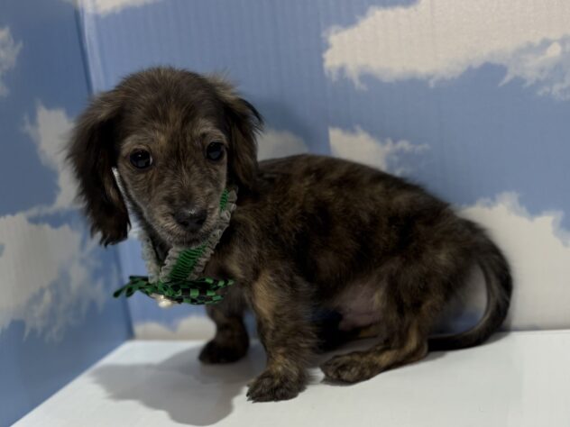 山形県のミニチュアダックスフンド(ロング) (アミーゴ山形南店/2025年10月19日生まれ/男の子/ブリンドル)の子犬の2枚目の画像