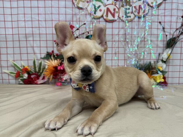 山形県のフレンチブルドッグ (アミーゴ酒田店/2025年10月1日生まれ/男の子/クリーム)の子犬