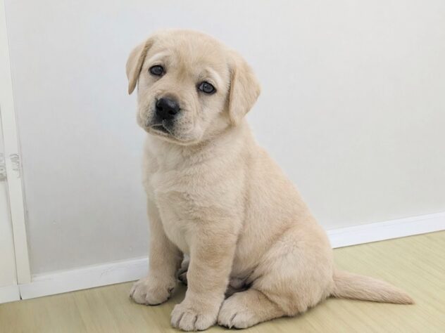 福島県のラブラドールレトリーバー (アミーゴ会津若松店/2025年11月13日生まれ/女の子/イエロー)の子犬の2枚目の画像