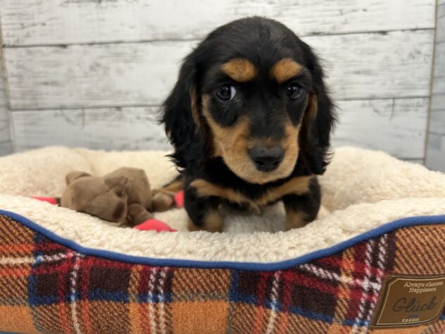 広島県のミニチュアダックスフンド(ロング) (アミーゴ多治米店/2025年11月20日生まれ/女の子/ブラックタン)の子犬