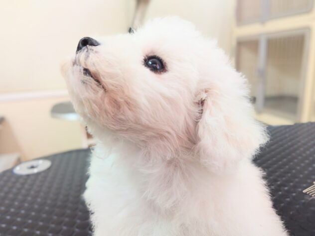 岡山県のビションフリーゼ (アミーゴ中庄店/2025年11月8日生まれ/男の子/クリームホワイト)の子犬の4枚目の画像