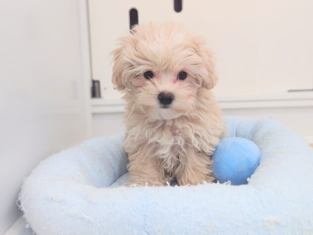 岡山県のハーフ犬・ミックス犬 (アミーゴ中庄店/2025年11月8日生まれ/男の子/クリーム)の子犬の3枚目の画像