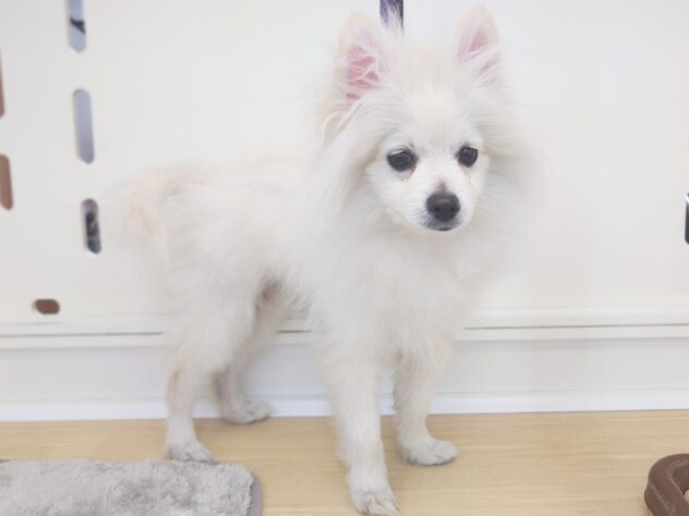 岡山県のポメラニアン (アミーゴ中庄店/2025年8月3日生まれ/男の子/ホワイト)の子犬の3枚目の画像
