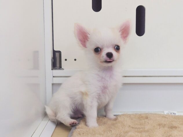 岡山県のチワワ(ロング) (アミーゴ中庄店/2025年11月12日生まれ/男の子/クリーム)の子犬の3枚目の画像