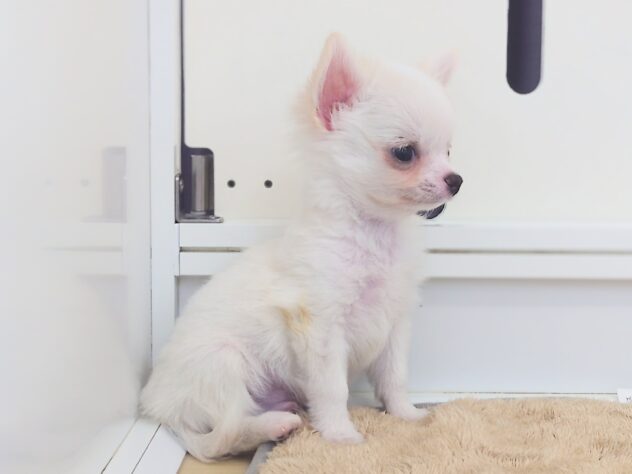 岡山県のチワワ(ロング) (アミーゴ中庄店/2025年11月12日生まれ/男の子/クリーム)の子犬の4枚目の画像