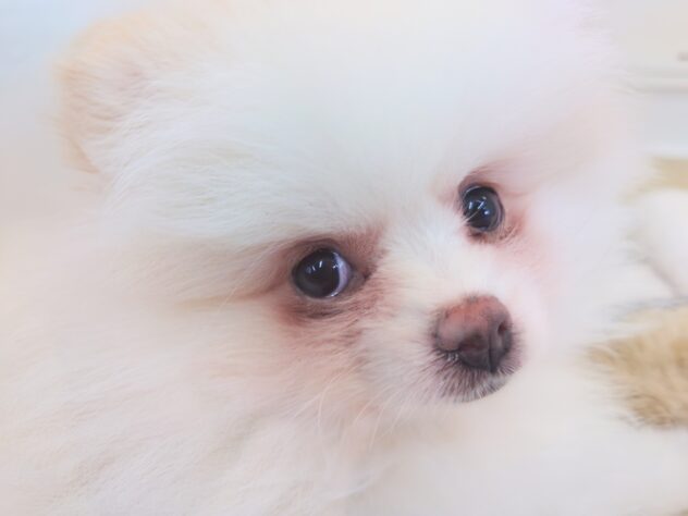 岡山県のポメラニアン (アミーゴ中庄店/2025年11月18日生まれ/女の子/パーティーカラー)の子犬の3枚目の画像