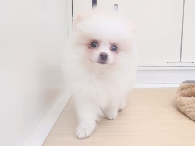 岡山県のポメラニアン (アミーゴ中庄店/2025年11月18日生まれ/女の子/パーティーカラー)の子犬の1枚目の画像